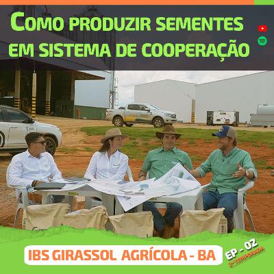 IBS Girassol Agrícola - Como produzir sementes em sistema de cooperação - Agro em Dia