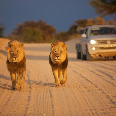 THIS IS SOUTH AFRICA - GAME PARKS Episode 2 THIS IS SOUTH AFRICA - GAME PARKS Episode 2