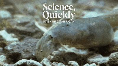 These Creatures Are Probably the Closest Thing Nature Has to Real Werewolves