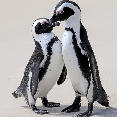 Südafrikas Pinguine hungern