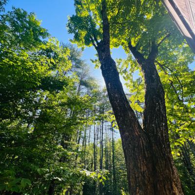 🍃S3:217 — Arriving home Meditation