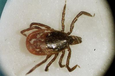 Tick bites becoming an increasing problem, here's how to protect yourself Tick bites becoming an increasing problem, here's how to protect yourself