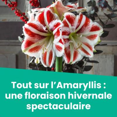 Tout sur l’Amaryllis : une floraison hivernale spectaculaire