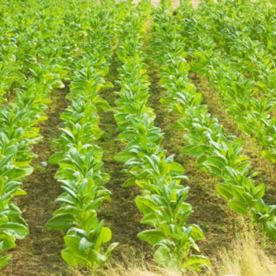Episode 13: Rural Health Network Development Grant Program