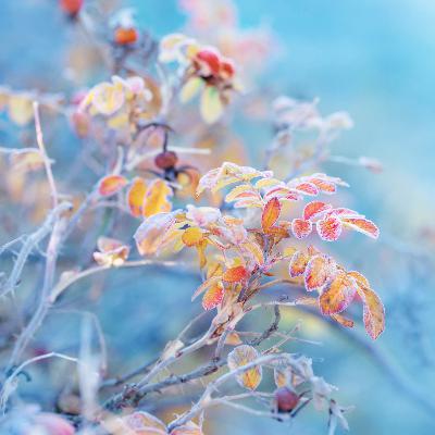 How Temperature Can Impact Trees, Winter Sowing Tips, Properly Repotting a Plant How Temperature Can Impact Trees, Winter Sowing Tips, Properly Repotting a Plant