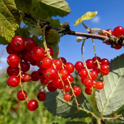 The Fruit Of Eternal Life (2) Is Righteousness