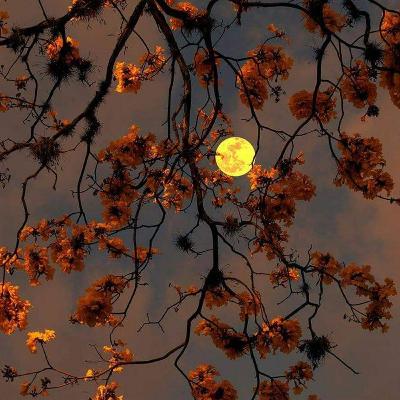 La sociolingüística