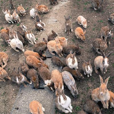 #100 - The Rabbit Island Poison Gas Factory