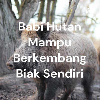 Babi hutan dapat bertahan hidup sendiri