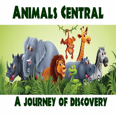 The Human Animal "Getting Through Life"  New Book Just Published