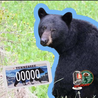 #460 Tennessee Is Bear Country: Understanding Human-Bear Conflict #460 Tennessee Is Bear Country: Understanding Human-Bear Conflict
