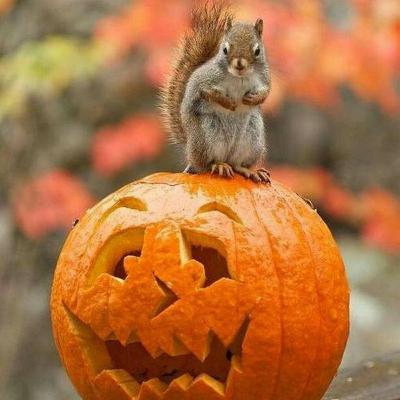 The nosey business of olfaction