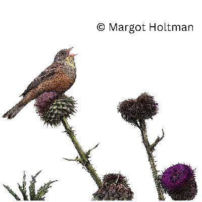 Aflevering 69: Aard van het beestje Aflevering 69: Aard van het beestje