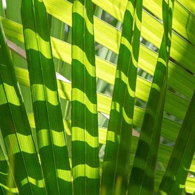 Palm Sondag