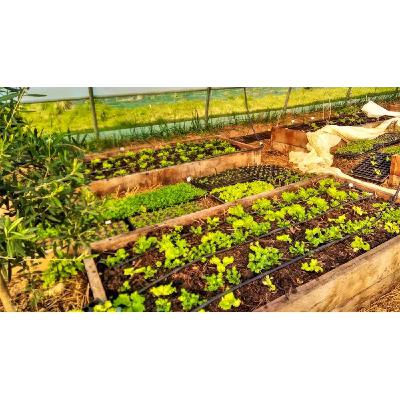 Mali : Révolution agricole hors sol, les ménagères en première ligne pour la sécurité alimentaire