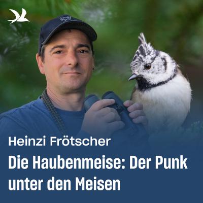 87. Die Haubenmeise: Der Punk unter den Meisen