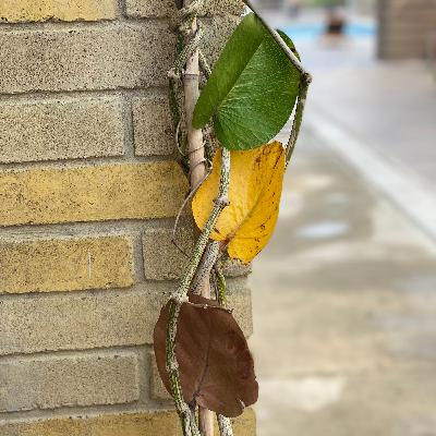 LA HOJA DE AYER
