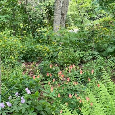 Shade Garden for Uncommon Pollinators at LongHouse, East Hampton, NY Shade Garden for Uncommon Pollinators at LongHouse, East Hampton, NY