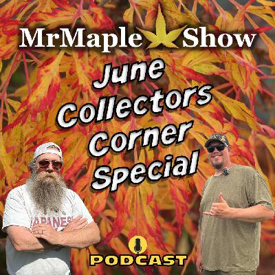 June Collectors Corner Special | MrMaple Show Podcast