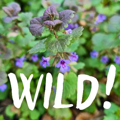 Wildkräuter: lecker! – mit Anne Schmidt-Luchmann (Anne's Kräuter)