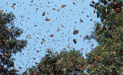 The Fate of the Monarch Butterfly