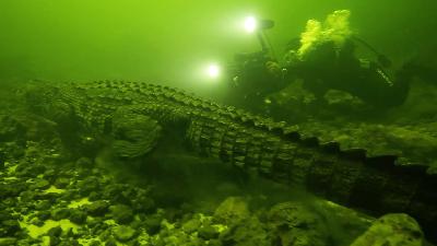 Adrenalin Rush! Adrenalin Rush!