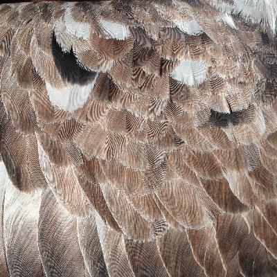 The Mallinick Hour Caxton radio- Paul Rotherham show - Weds 17 Feb 2021