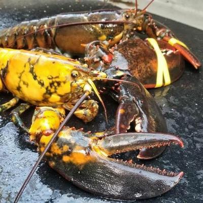 MLA's Patrice McCarron with Right Whales and Lobster Legal Updates