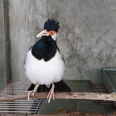 Jalak Suren Sudah Nyaut Gacor