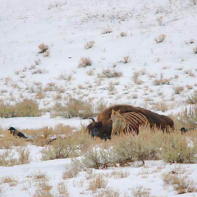 This Week in Yellowstone: January 8th to January 14th, 2026