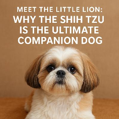 Meet the Little Lion: Why the Shih Tzu Is the Ultimate Companion Dog