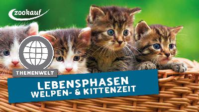 Heimtier Podcast - Welpen & Kitten