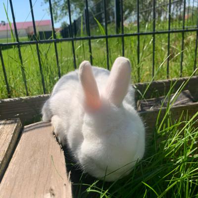 Meine Lieblings Kaninchen Namen ♥️