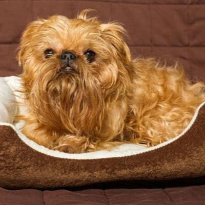 Como escolher as melhores camas para cachorro?
