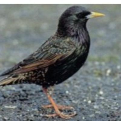 Starlings' Surprising Speech Starlings' Surprising Speech