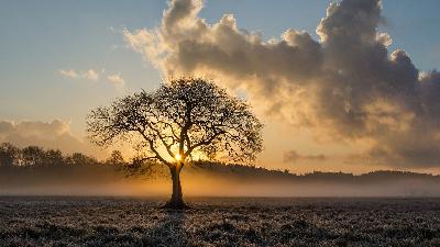 Un árbol del campo Un árbol del campo