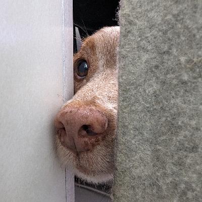 Einblick in den faszinierenden Praxisalltag in der Tierphysiotherapie: objektive Ganganalyse und Katzen in der Physiotherapie Einblick in den faszinierenden Praxisalltag in der Tierphysiotherapie: objektive Ganganalyse und Katzen in der Physiotherapie