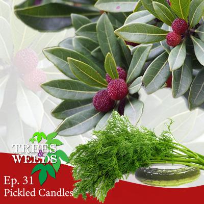 Ep. 31 - Pickled Candles Ep. 31 - Pickled Candles