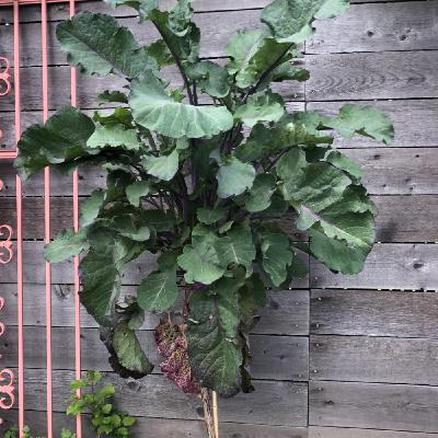 Le Purple Tree Collard : le chou arbre perpétuel venu de Californie