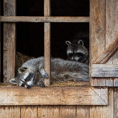 No, Raccoons Aren’t Pet-Ready (Yet)
