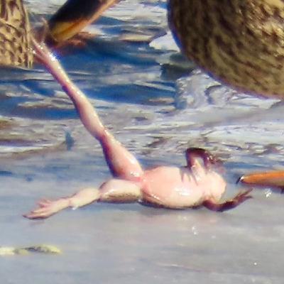 Zombie frogs and biological antifreeze: Getting through MN winter