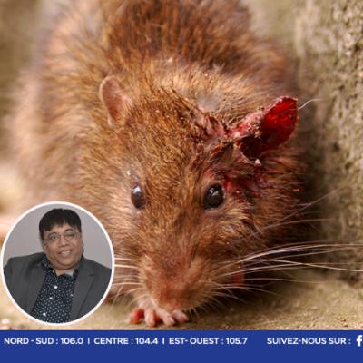 Leptospirose : une Rodriguaise de 58 ans infectée, son état jugé stable