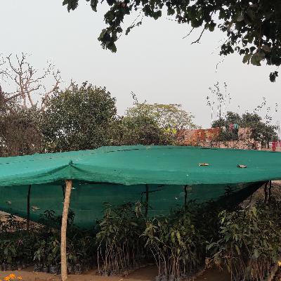 सर्दियों के मौसम में फलदार पौधों का ध्यान कैसे रखेंl How to Save Fruit plants from Cold or Winter