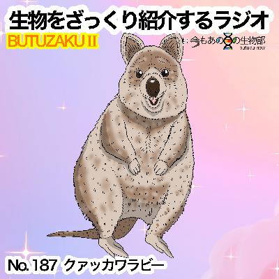 第87話:✉️「クアッカワラビー」をざっくり紹介 第87話:✉️「クアッカワラビー」をざっくり紹介