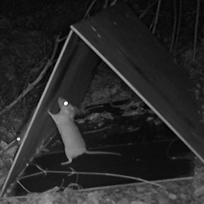 כאן קוצני גר