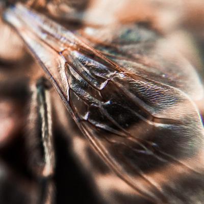 ‘As Fine as a Bee’s Wing’