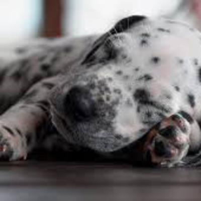 Soulful Serenity: Low-Frequency Soothing Pet Sounds with a Musical Heartbeat