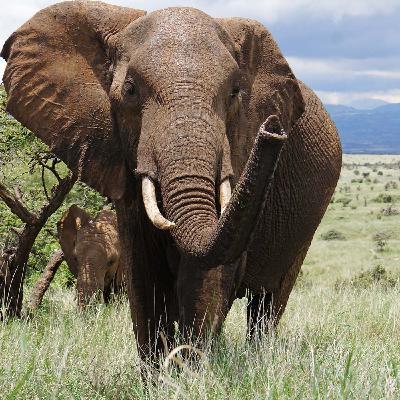 Lewa House & Wildlife Conservancy, Kenya - Part 2