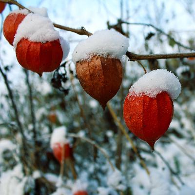 Last minute winter steps for your garden, mulching, and perennial predicaments!