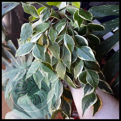EP93-Plant Chat: Hoyas and Horses